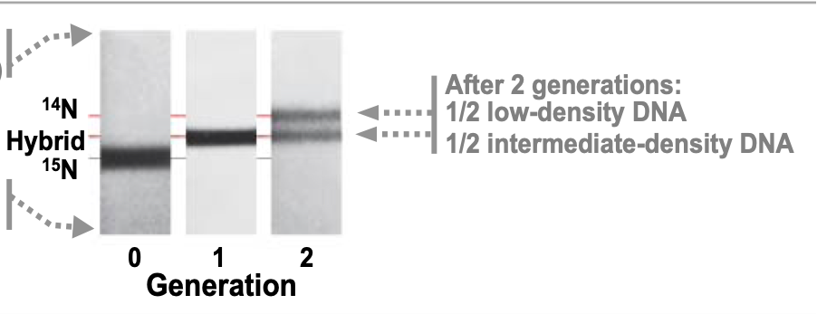 <p><em>In Meselson Stahl Experiment, E. coli</em> cells grown on 15N medium are transferred to 14N medium and allowed to grow for two more generations (two rounds of DNA replication). DNA extracted from these cells is centrifuged. What density distribution of DNA would you expect in this experiment?</p>