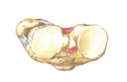 <p>Tibiofibular Joint Proximal </p>