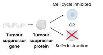 <p><strong><span>What is the function of tumour suppressor genes?</span></strong></p>