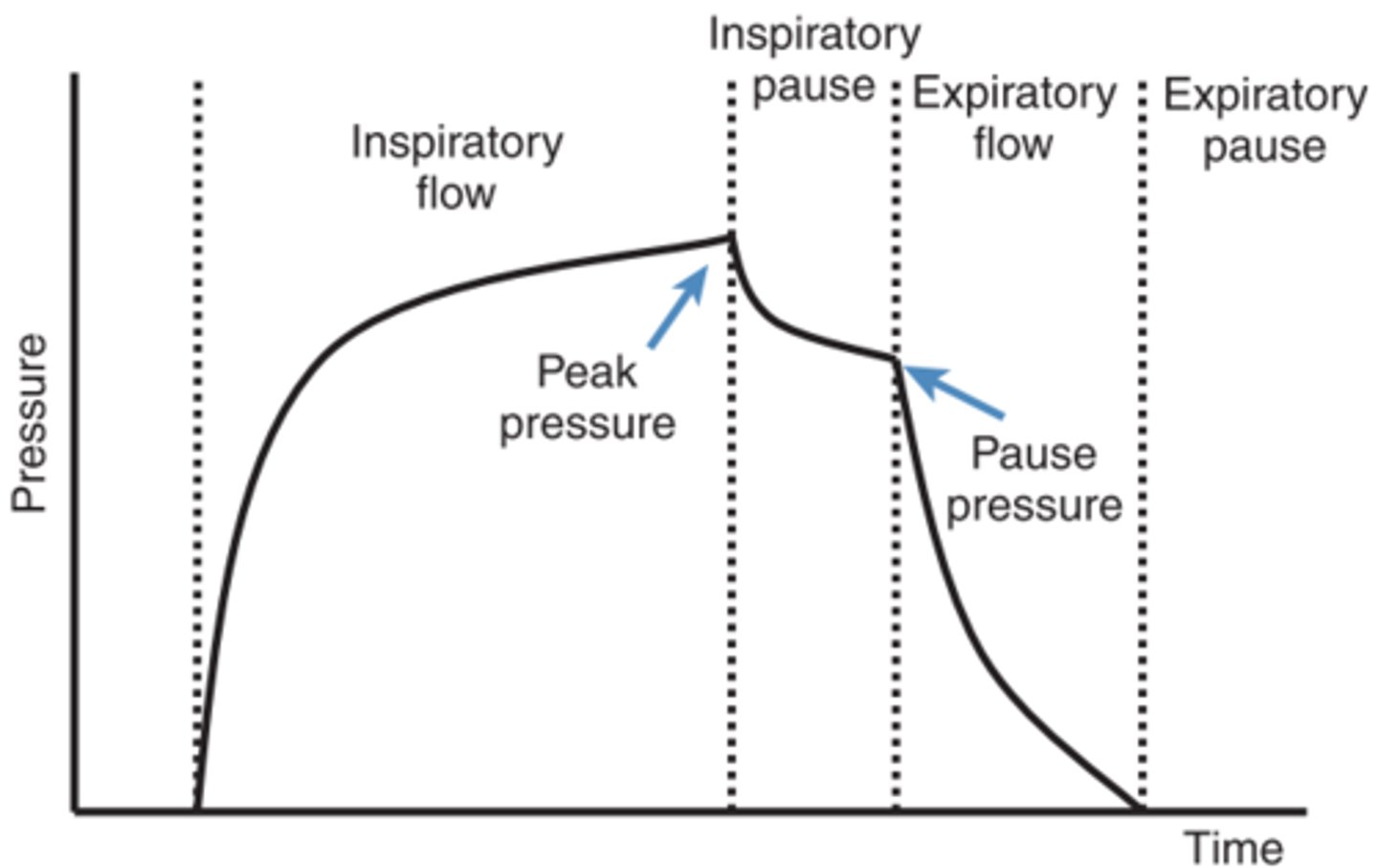 <p>Lungs expand via contraction of inspiratory muscles (A)</p><p>Increased lung volume results in decreased alveolar (lung) pressure(B)</p><p>Negative alveolar pressure results in inward flow of air that varies inmagnitude with alveolar pressure change (C)</p><p>At end of inspiration, lung volume change ceases, alveolar pressurereturns to atmospheric pressure, inward flow of air stops (G)</p><p>Lungs volume decreases via relaxation of inspiratory muscles (D)</p><p>Decreasing lung volume results in increased alveolar (lung) pressure (E)</p><p>Positive alveolar pressure results in outward flow of air that varies in magnitude with alveolar pressure change (F)</p><p>At end of exhalation, lung volume change ceases, alveolar pressure returns to atmospheric pressure, outward flow of airstops</p>