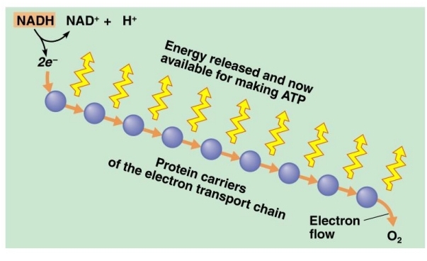 Electron Transport Chain