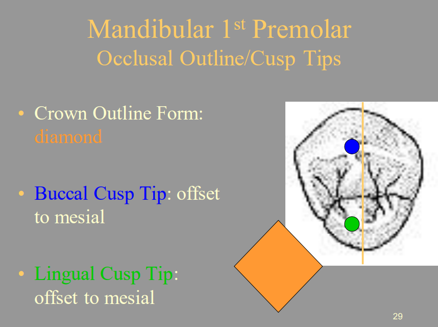 <p>D) Offset To Mesial</p>