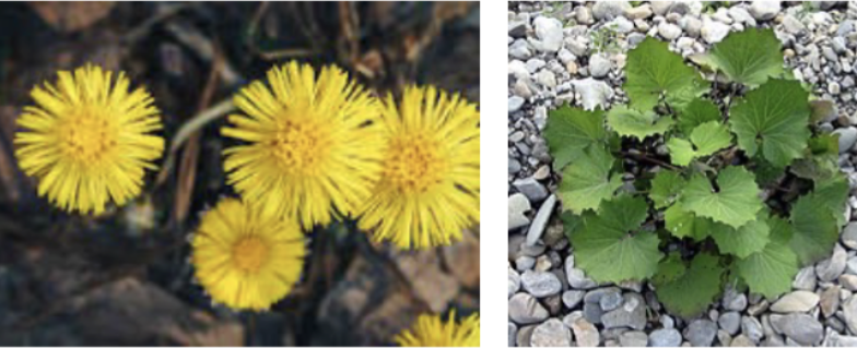 <p>colt’s foot </p>