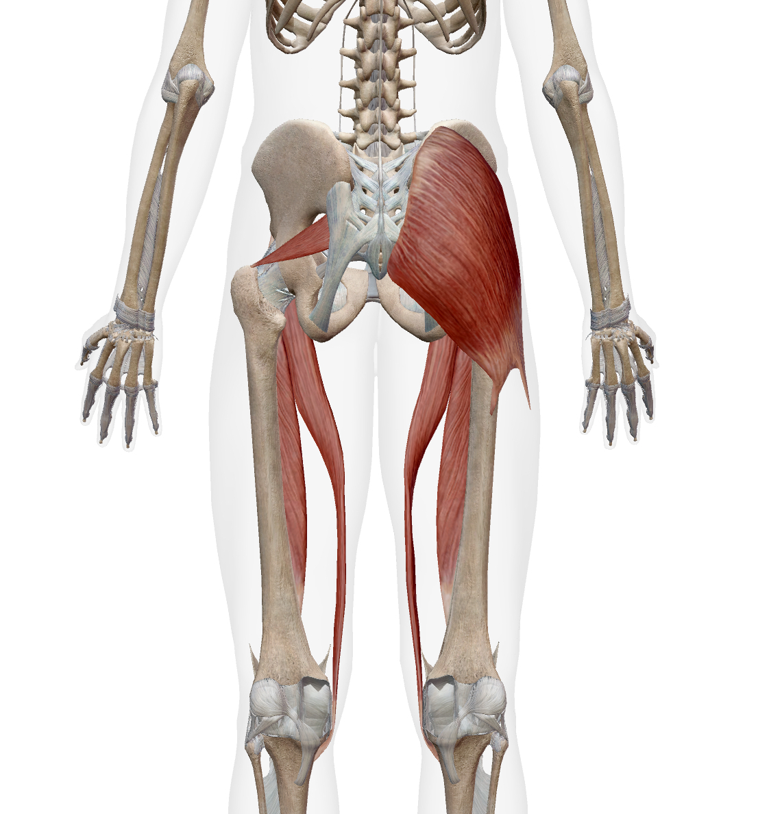 <ul><li><p>piriformis</p></li><li><p>sartorius</p></li><li><p>rectus femoris</p></li><li><p>gluteus maximus (ant/sup fibers)</p></li></ul><p></p>