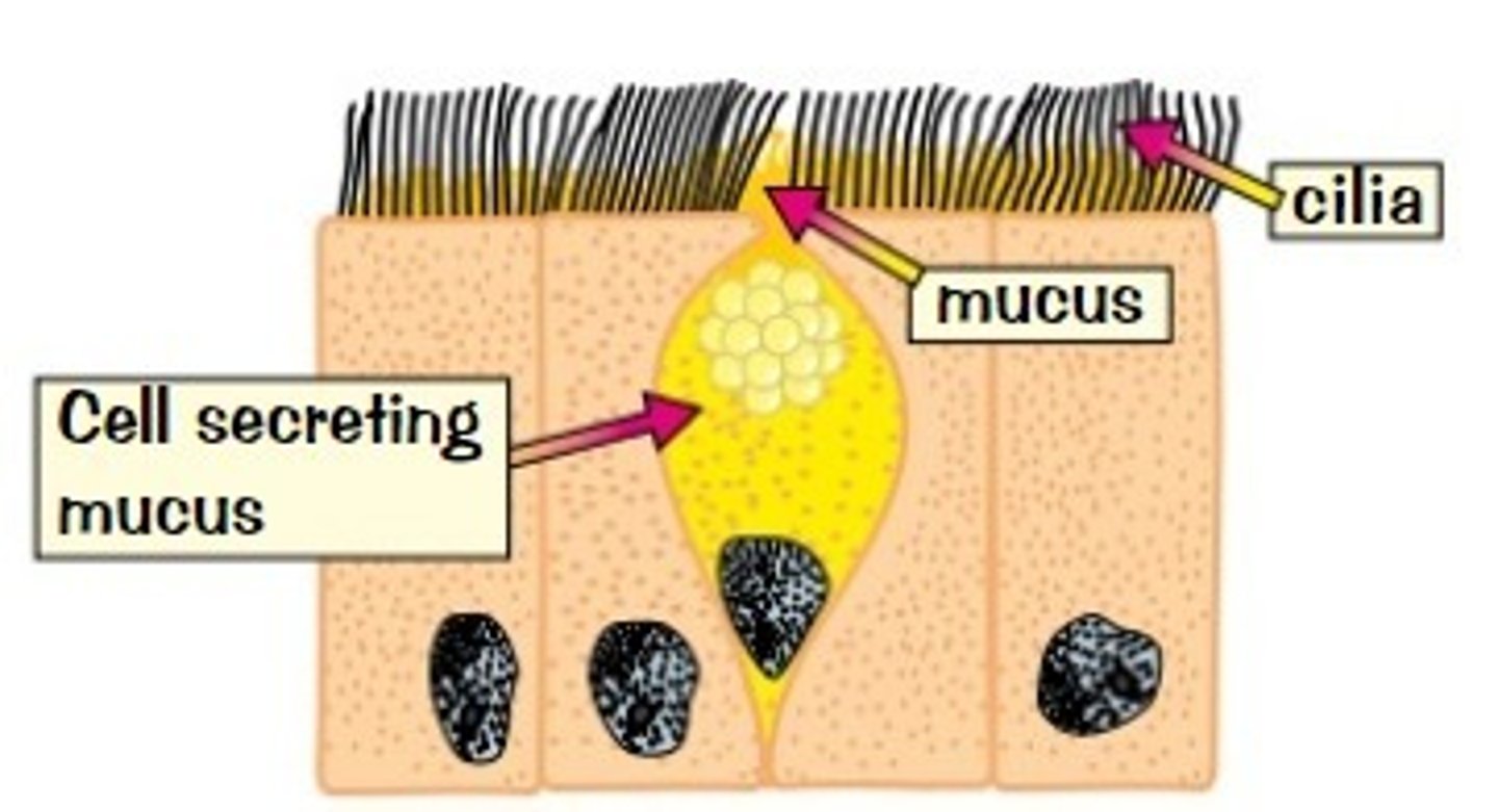 <p>they catch dust and bacteria before they reach your lungs</p>