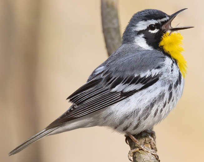 <p>What bird is this? </p>