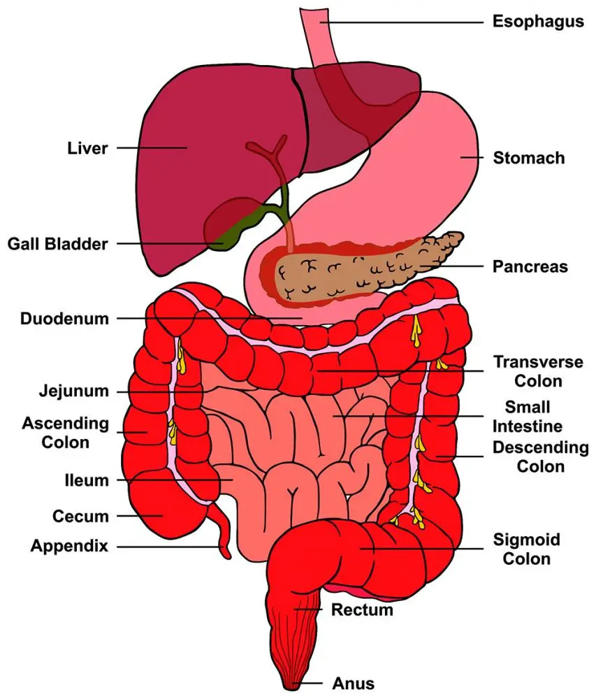 <p>ABOUT RECTUM:</p><p>A. It is supplied only by one artery F</p><ul><li><p><strong>rectum receives blood from three arteries</strong>:</p><ul><li><p class=""><strong>Superior rectal artery</strong> (from inferior mesenteric artery)</p></li><li><p class=""><strong>Middle rectal artery</strong> (from internal iliac artery)</p></li><li><p class=""><strong>Inferior rectal artery</strong> (from internal pudendal artery)</p></li></ul></li></ul><p>B. There is a porto-caval anastomosis in its wall T</p><p>C. Its smooth musculature is innervated by somatic nerves. F</p><ul><li><p><strong>smooth muscle of the rectum</strong> is innervated by <strong><u>autonomic nerves</u></strong> (sympathetic and parasympathetic), <strong>not somatic nerves</strong>. </p></li><li><p>Somatic innervation affects only the <strong>external anal sphincter</strong> via the <strong>pudendal nerve</strong>.</p></li></ul><p>D. There is no circular layer in its wall F</p><ul><li><p>the rectum has <strong>two layers of smooth muscle</strong>: an <strong>inner circular</strong> and an <strong>outer longitudinal</strong> layer. The <strong>circular layer</strong> contributes to the <strong>internal anal sphincter</strong></p></li></ul><p>E. It is entirely covered by peritoneum F</p><ul><li><p><strong>rectum is only partially covered by peritoneum</strong>:</p><ul><li><p class="">The <strong>upper third</strong> is covered <strong>anteriorly and laterally</strong></p></li><li><p class="">The <strong>middle third</strong> is covered <strong>only anteriorly</strong></p></li><li><p class="">The <strong>lower third</strong> is <strong>not covered</strong> by peritoneum (it is subperitoneal/extraperitoneal)</p></li></ul></li></ul><p></p>