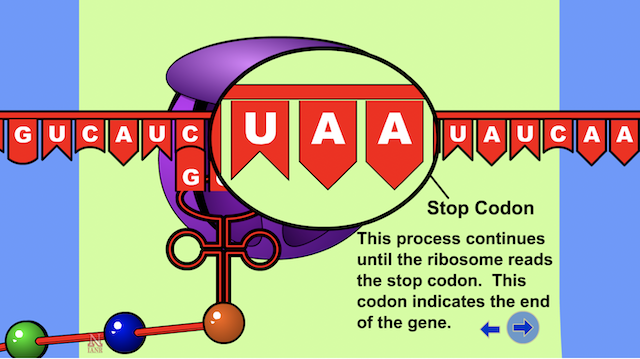 a three-nucleotide sequence in messenger RNA at the end of protein synthesis.