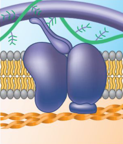 <p>Microfilaments of the cytoskeleton may be bound to membrane proteins to maintain cell shape and stabilize the location of certain membrane proteins.</p>