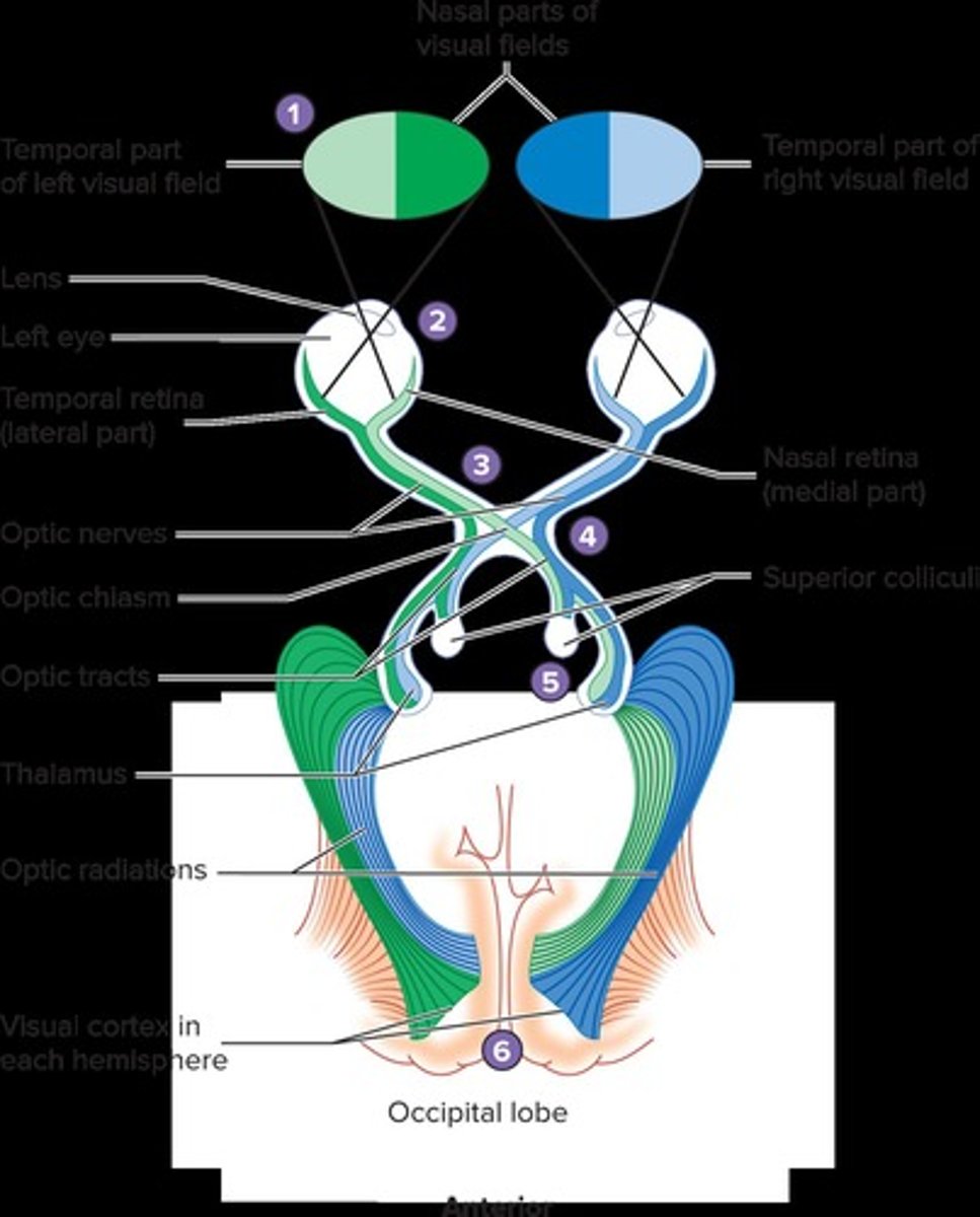 <p>It processes visual information from the left and right visual fields.</p>