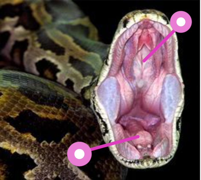 <p>Identify these structures </p>