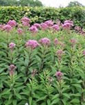 <p>eupatorium maculatum ‘atropurpureum’</p>