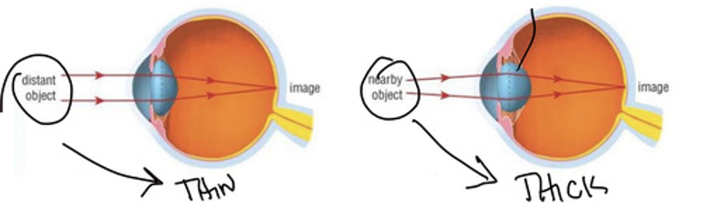<p>the lens reaches its maximum curvature</p>