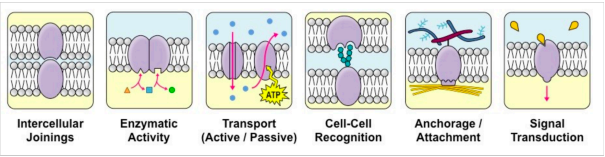 <ul><li><p>Proteins may be permanently or temporarily attached</p></li><li><p>Diverse in structure, position, and function</p></li><li><p>Functions include: junctions, enzymes, transport, recognition, anchorage, and transduction</p></li></ul>