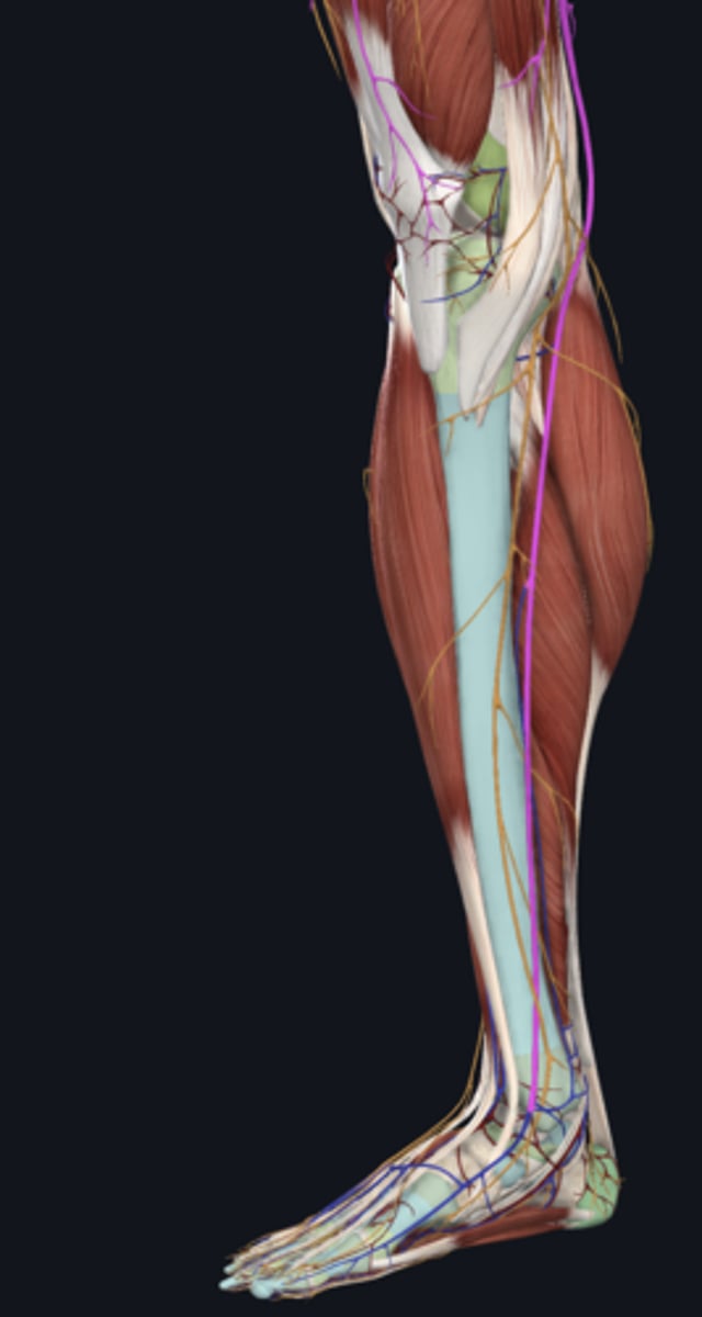 <p>vein</p>