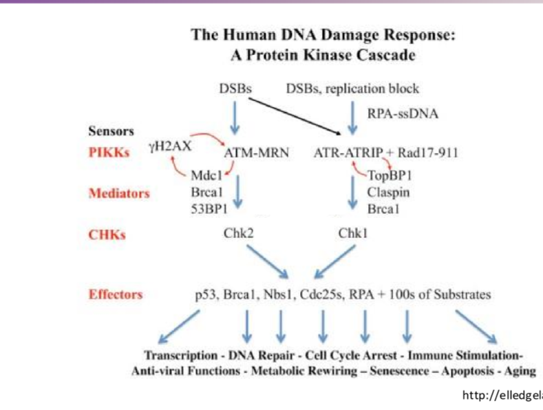 <p>DSBs activate ATM —&gt; CHK2 —&gt; p53 (transcription halt), BRCA1 (DNA repair), RPA (cell cycle arrest) + others</p>