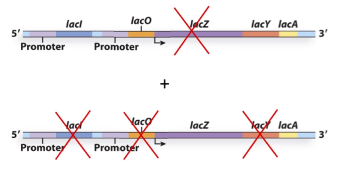<p>You create the following merodiploid bacterium and culture it in the presence of lactose. What gene(s) will be expressed?</p><p><span>a) LacZ, LacY and LacA </span></p><p><span>b) LacY and LacA</span></p><p><span>c) LacZ and LacA</span></p><p><span>d) LacX</span></p><p><span>e) None</span></p>