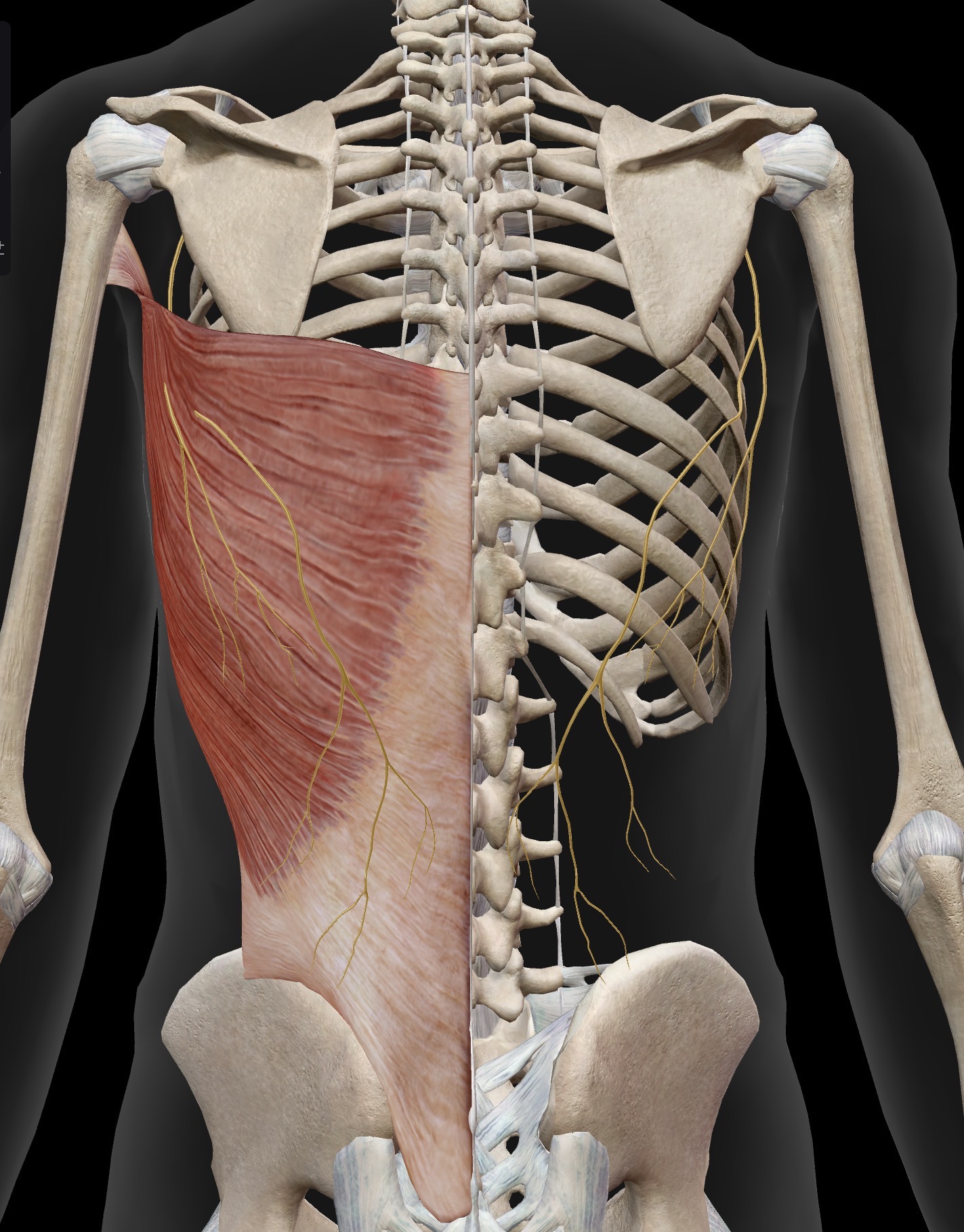 <p>Name the muscle and corresponding letter ( O = origin, I = insertion, A = actions, IN = innervation)</p><p>O</p><p>I</p><p>A</p><p>IN</p>