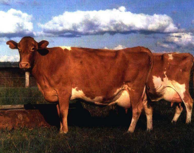 <p>This breed has yellow-colored milk and golden yellow skin pigmentation</p>