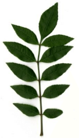 composed of two or more separate leaflets.  