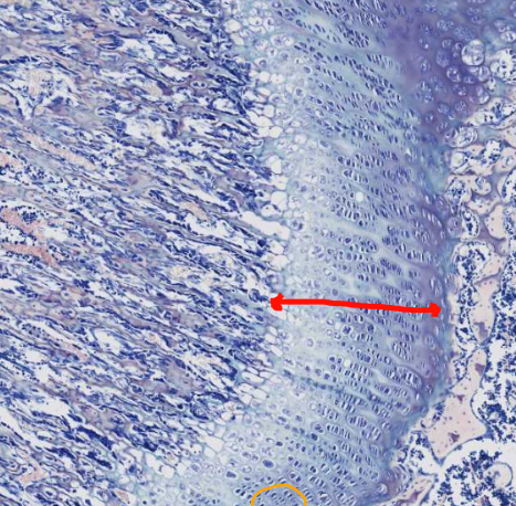 <ol start="3"><li><p>Identify this structure</p></li></ol><p></p>
