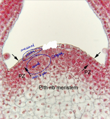 <p>gives rise to leaves and buds, epidermis and most of the cortex</p>