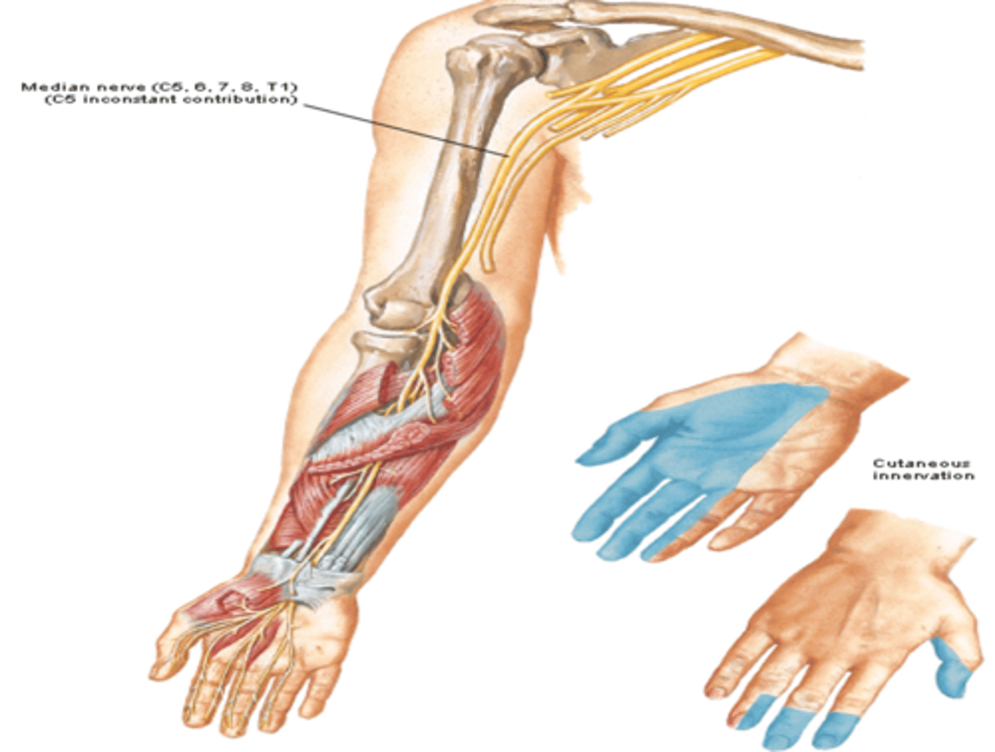 <p>-Course: descends through the arm next to the brachial a. -&gt; crosses the elbow joint anterior to the medial epicondyle -&gt; enters hand through the carpal tunnel</p><p>-Supply: muscles of anterior compartment of forearm (except FCU &amp; part of FDP) and the thenar region, and skin over lateral side of hand</p>