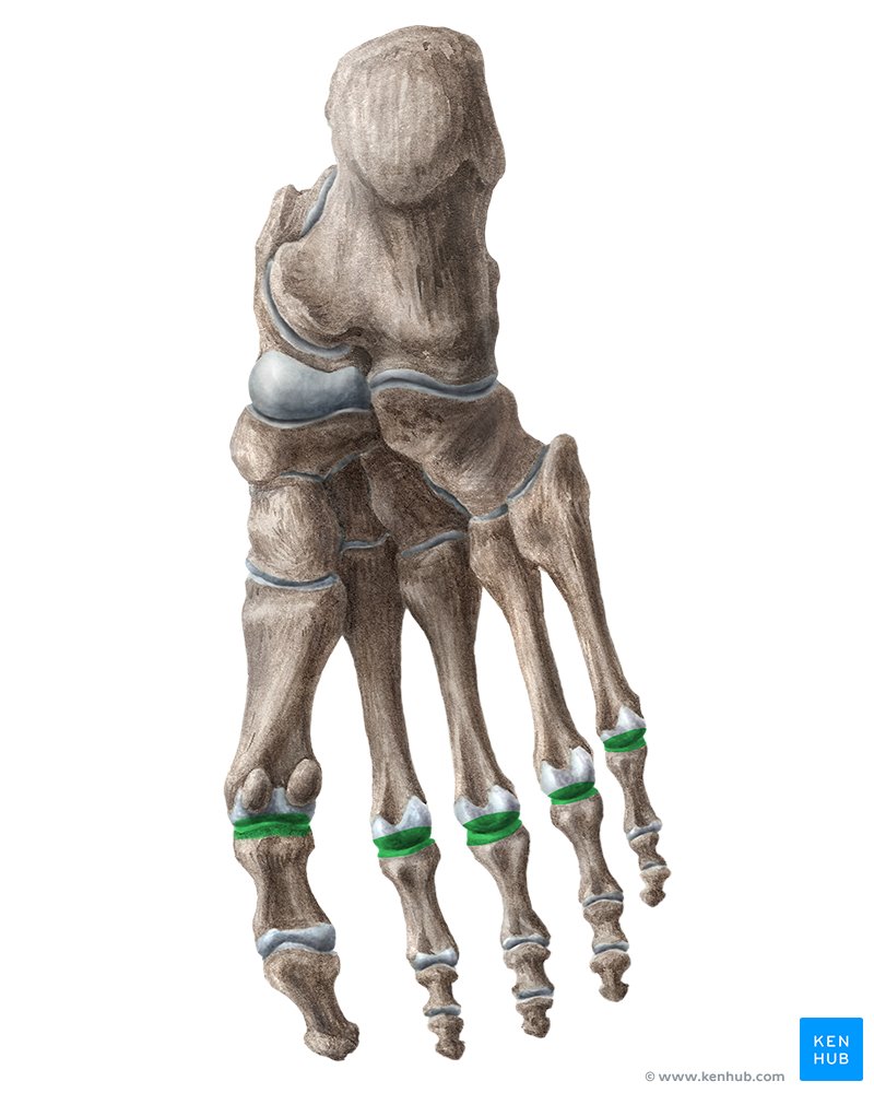 <p>located between the metatarsals and the phalanges</p>