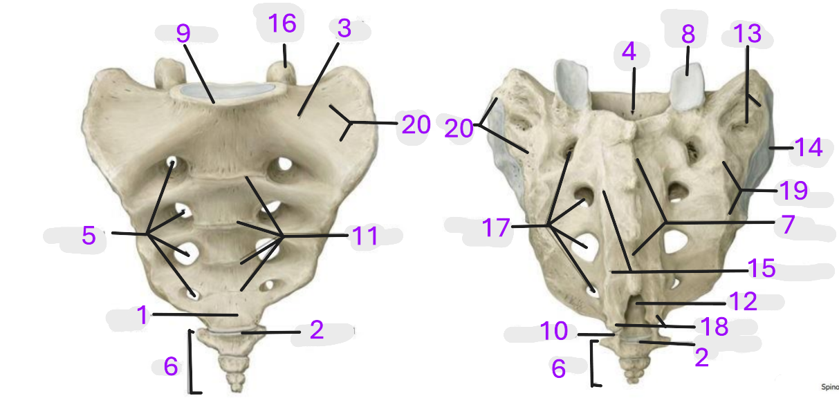 <p>Where is the sacral canal </p>