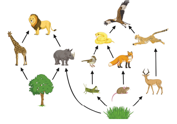 <p>combination of all of the food chains in an ecosystem</p>