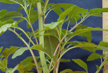 <p>Waterhemp (Amaranthaceae)&nbsp;</p>