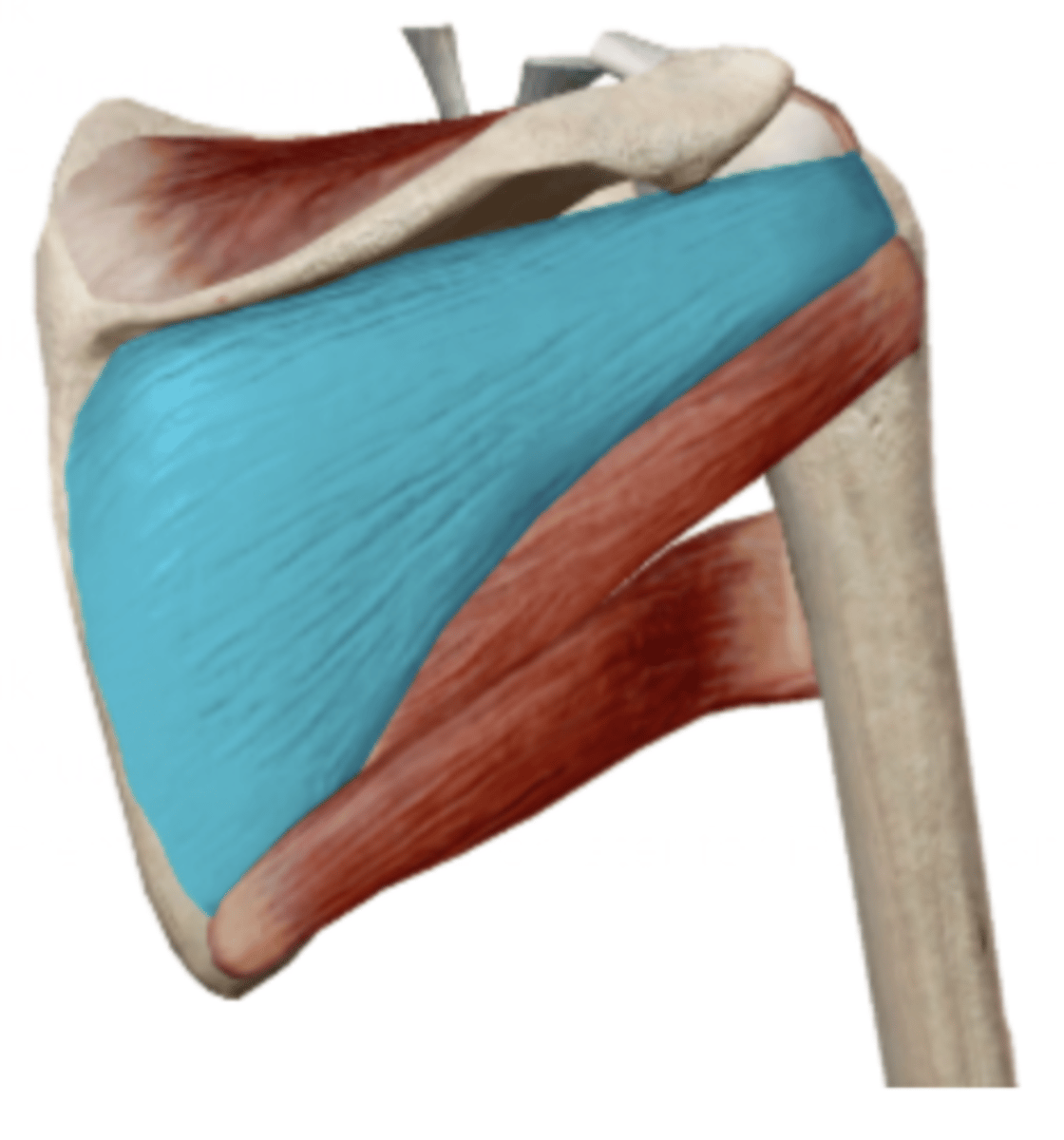 <p>Infraspinatus Insertion</p>