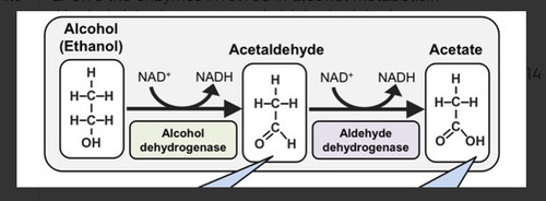 <p>Alcohol (ethanol) is converted to Acetaldehyde by alcohol dehydrogenase. Acetaldehyde is converted to acetate by aldehyde dehydrogenase. Acetate is then converted to acetyl CoA and used in the TCA cycle or in fatty acid synthesis. Smaller amounts of alcohol can also be oxidized by the cytochrome CYP2E1 or by catalase in brain.</p>