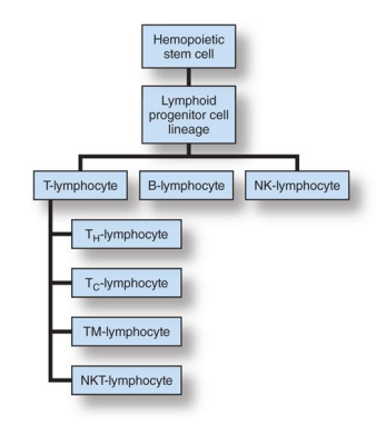<ol><li><p>NK cells are part of the INNATE immunity </p></li><li><p>NK-Cell mature and develop in circulation</p></li><li><p>NK-cell DO NOT require pre-activation. </p></li><li><p>NKT-cells are bridge the innate and adaptive immune system</p></li><li><p>NKT-cells secrete cytokines to modulate immune response</p></li><li><p>NKT-cells require activation. </p></li></ol><p></p>