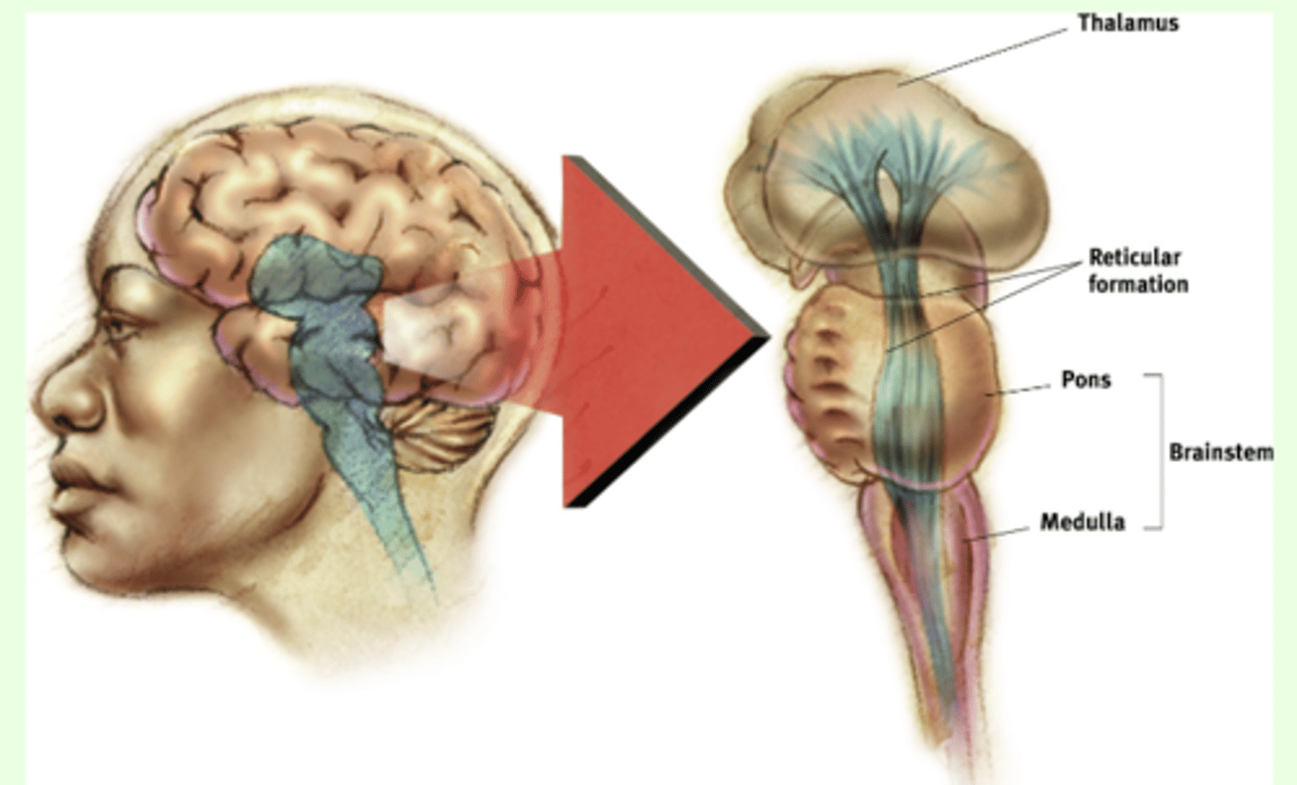 <p>- the oldest part and central core of the brain, beginning where the spinal cord swells as it enters the skull</p><p>- responsible for automatic survival functions including sleep, arousal, heart rate, breathing, and blood pressure</p><p>- the reticular formation innervates the brain stem and plays and important role in arousal</p>