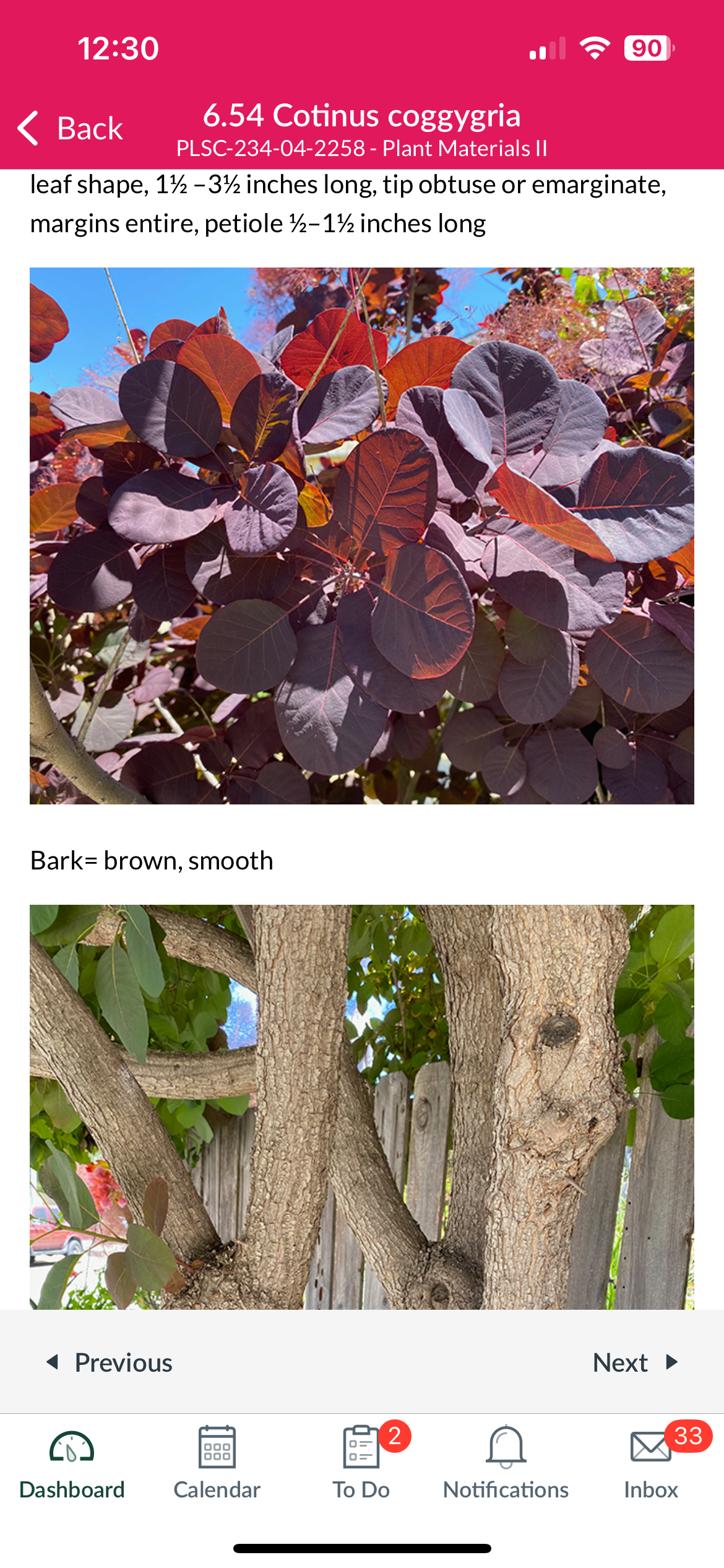 <p>Cotinus coggygria</p>