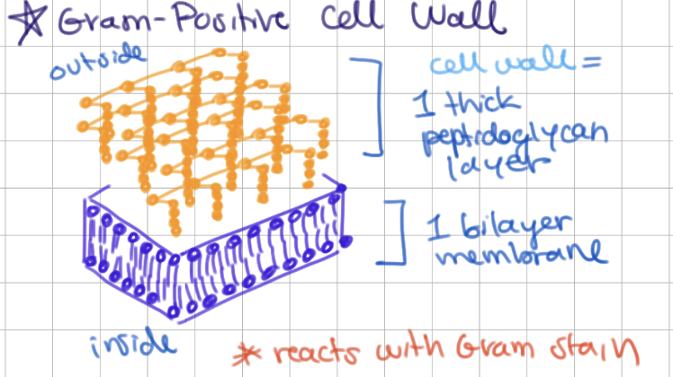 <p>1 bilayer + thick peptidoglycan layer</p><p>-<br>**reacts with Gram stain</p>