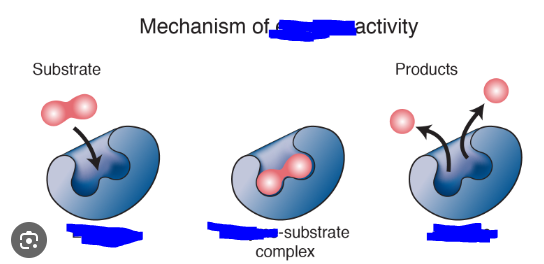 <p>Biological Catalysts. They are protein complexes generally for the most part.</p><p>Tend to work well in high temperatures but if they are too high they lose their structure and thus stop having well defined active sites for substrates.</p><p>pH can also affect how efficient these things are. The optimal pH depends on the _______.</p><p>These also have multiple time uses. Active sites on ________ do not disappear after use.</p><p>_____ can catalyze reactions by providing a place for the reaction to occur. By actually bonding with substrates and facilitating the reaction or by simply bringing molecules closer. Different _____ act in different ways and speed up the reaction through various means.</p><p>These are specific to a set of or only some substrates. I.e. _____ don’t all work on the same substrates.</p><p>Image attached depicts the way in which these catalyze reactions.</p>