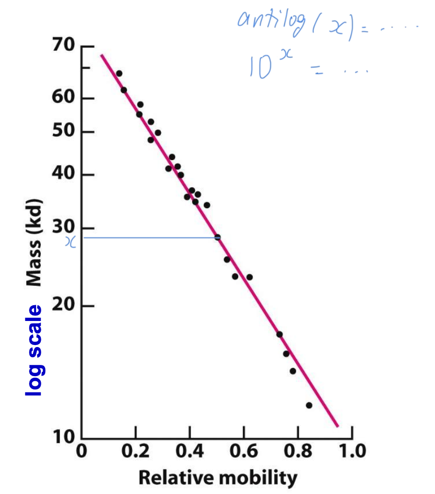 <p>Electrophoretic mobility of many proteins is inversely proportional to the logarithm of their mass</p>