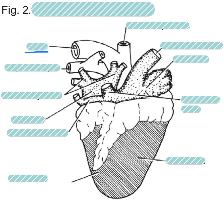 <p>What is the underlined label?</p>