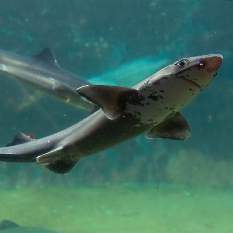 <p>dogfish sharks</p>