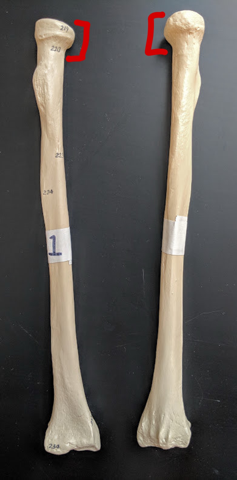 <p>Name this structure</p>