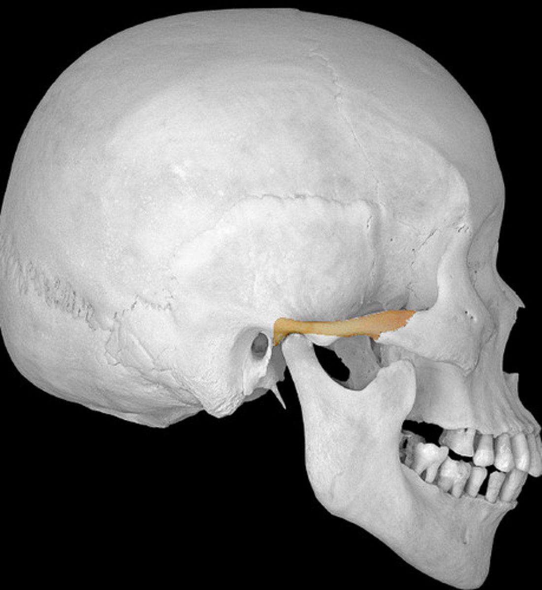 <p>slender process extending forward from squamous portion to contribute to the zygomatic arch</p>