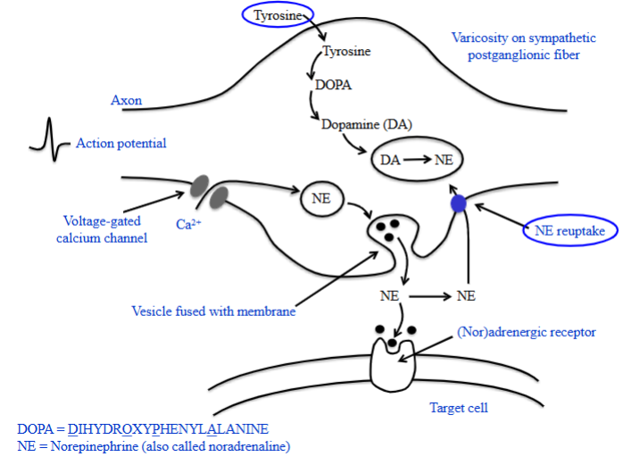 <ul><li><p>Tyrosine is taken up into the sympathetic nerve ending (varicosity) by a specialized transport system.</p></li><li><p>Inside the varicosity, enzymes convert tyrosine to DOPA, then dopamine.</p></li><li><p>Dopamine enters vesicles and is converted to norepinephrine, which is stored until needed.</p></li><li><p>An action potential triggers Ca²⁺ channel opening, increasing intracellular Ca²⁺.</p></li></ul><p></p>