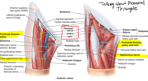 <p>Femoral artery and profunda femoris artery (branching to circumflex femoral arteries)</p>