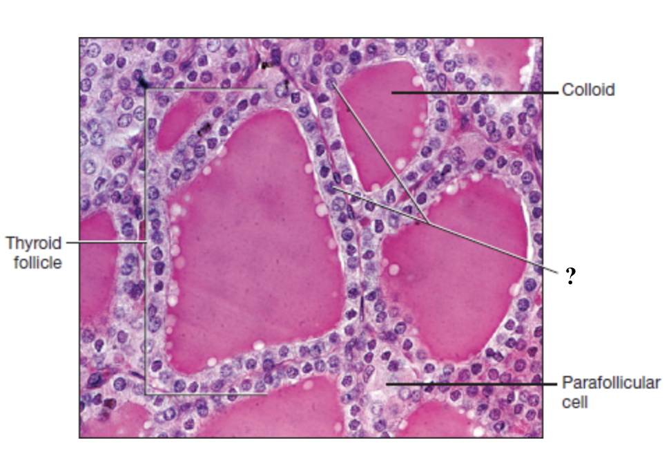 <p>form a ring of simple cuboidal epithelium that surround the colloid</p>