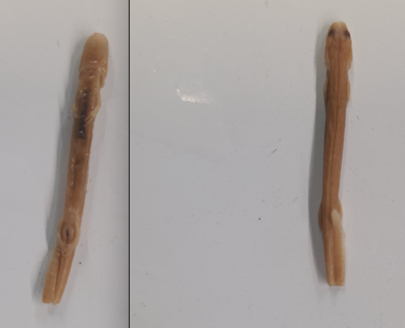 <p>Order and Family of Eurycea nana</p>