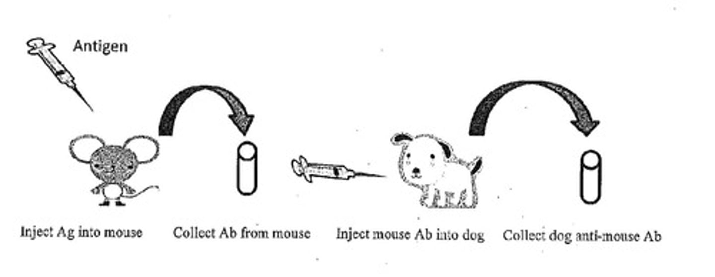 <p>To study antibody-antigen interactions.</p>