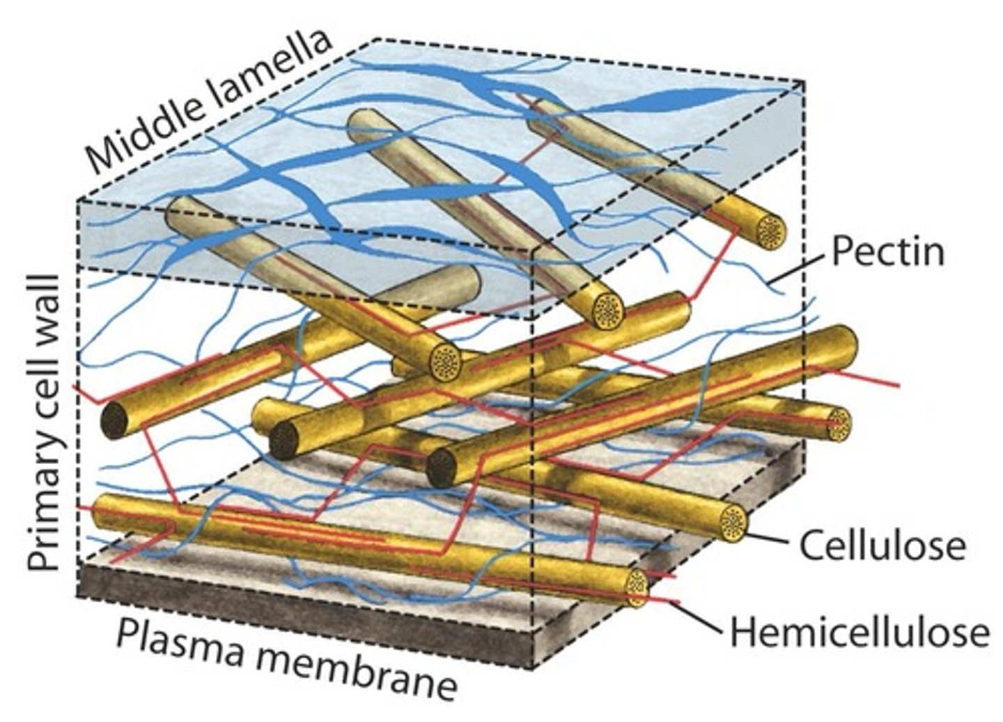 <p>Cellulose, Hemicellulose, and Pectin.</p>
