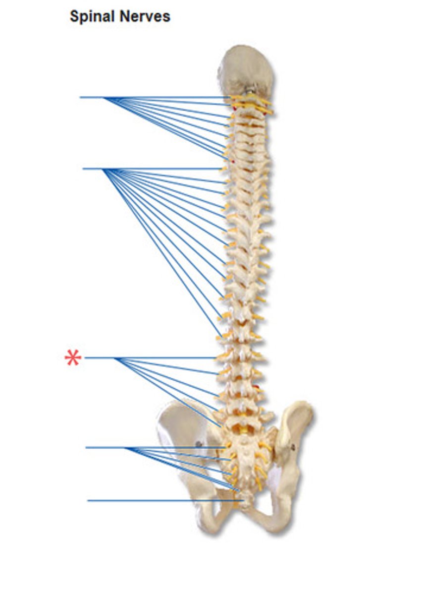 <p>Five spinal nerves</p>